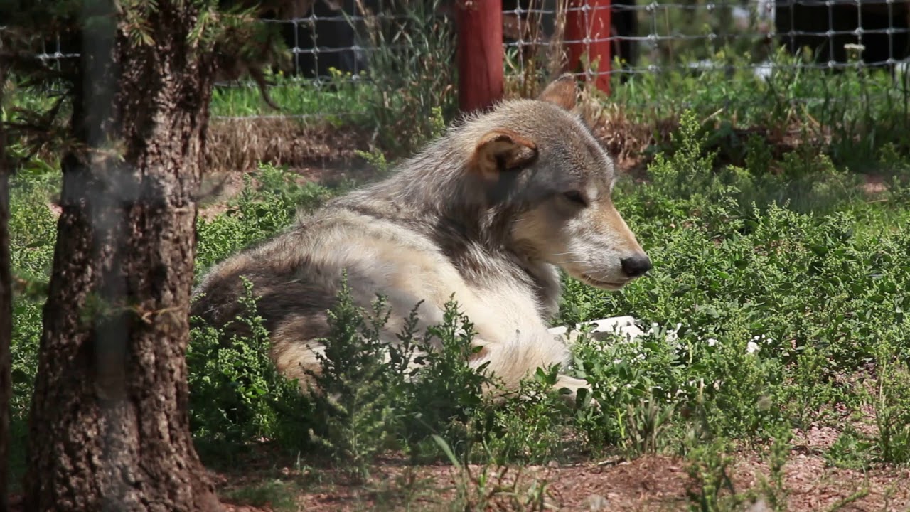 Colorado Wolf and Wildlife Center howling wolves YouTube