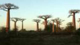 Madagascar Tsingy & Baobabs
