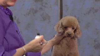 Different Head Styles on a Poodle Four Ear Styles On A Poodle