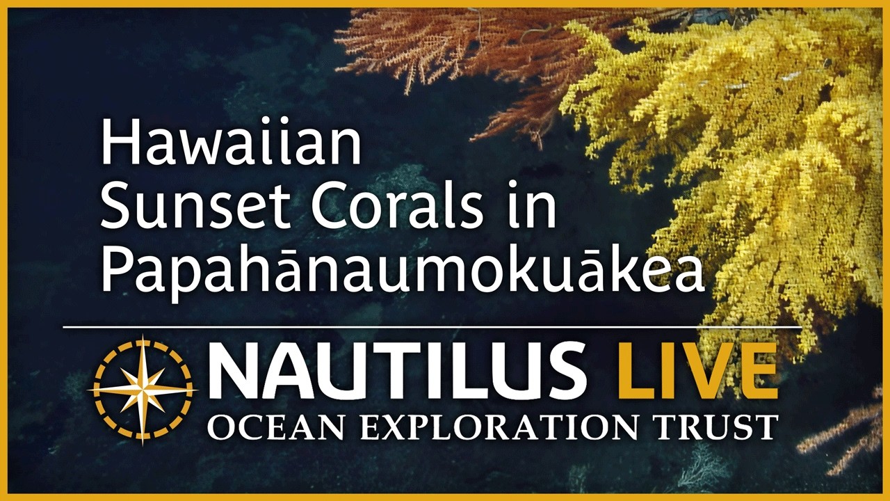 Hawaiian Sunset Corals in Papahānaumokuākea | Nautilus Live