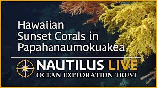 Fantastic Fall Colors In the Deep Sea | Nautilus Live