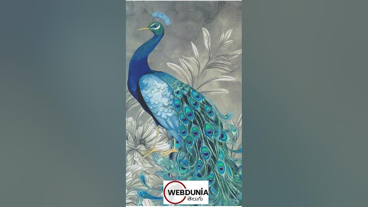 Peacock for Vastu YouTube