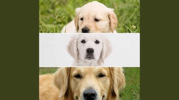 Pulsating Music for Soothing Puppies