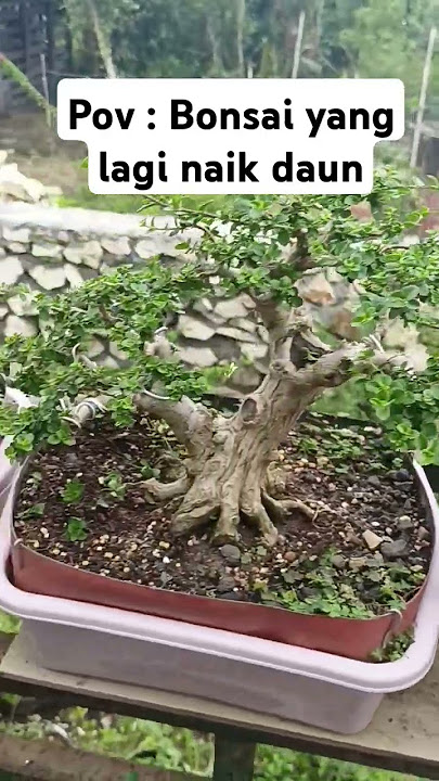 POV : Bonsai yang lagi naik daun #bonsai #bonsaitree #bonsaiindonesia