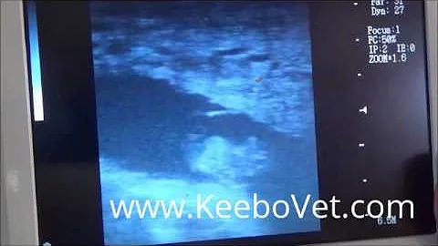 Pregnancy In Cow Of 47 Days Diagnosed By Veterinarian Doctor Using A Handheld Ultrasound