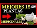 Lista de 15 Plantas Medicinales 💚 De Las Mejores Que Existen y Sus Usos💚