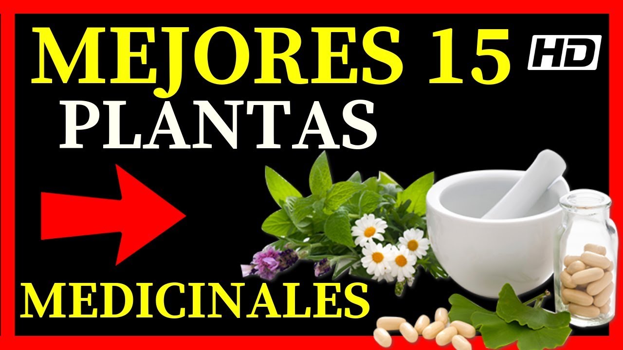 familia Circo no pueden ver Lista de 15 Plantas Medicinales 💚 De Las Mejores Que Existen y Sus Usos💚  - YouTube