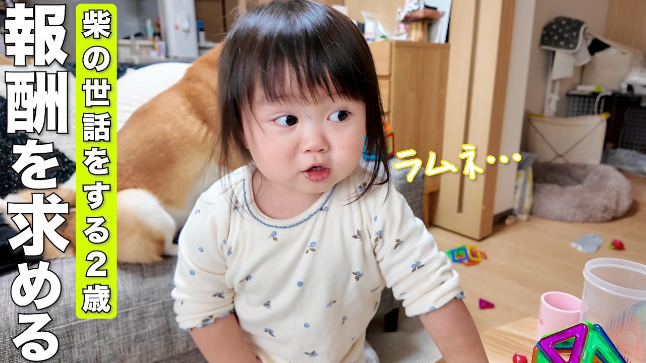 寂しくて泣く柴犬を励ました後に見返りを求める2歳児が可愛すぎました笑