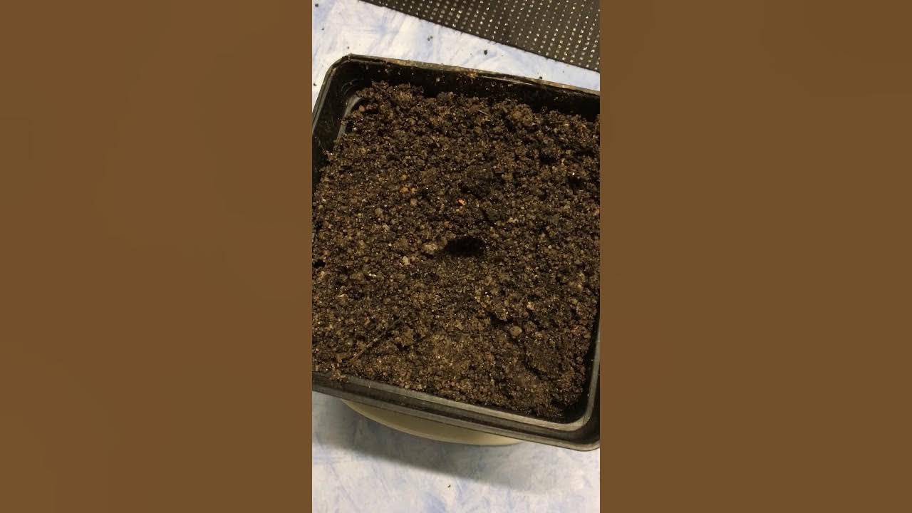 2 plantation de la graine après germination avec Yoann esb YouTube