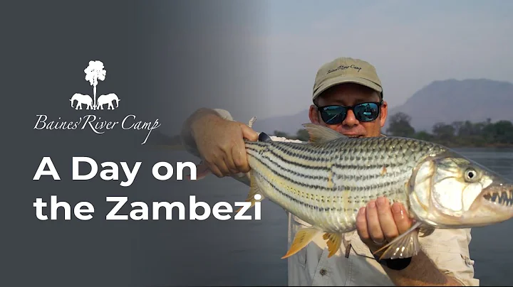 Morning Catch at Baines' River Camp: A Day on the Zambezi