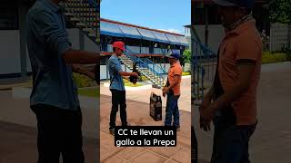Como Cuando te llevan un Gallo Fino a la Preparatoria #gallos #galleros #gallosfinos  #gallosfr