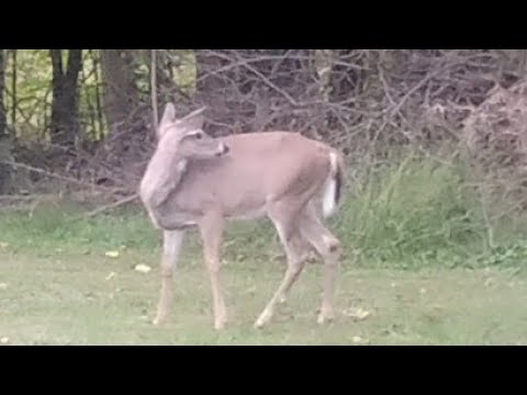 Deer Of The Dead 