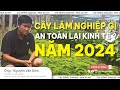 Nm 2024 trng cy g va an ton li kinh t  cy ging cm lai