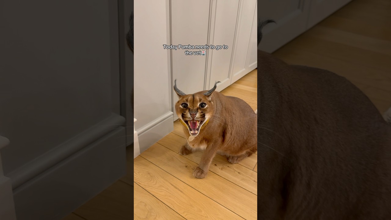 When I used PAWITH CALMING… link in bio✨