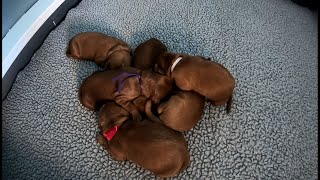 KPRC 2 Investigates: New twist on old puppy scam