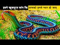 इतने खूबसूरत सांप कि इनसे प्यार हो जाएगाMost Beautiful Snakes in the World|Rarest snake in the world