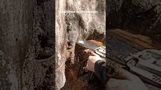 Giant Stump Removal...