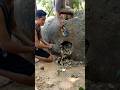 secretly caught the chicken sleeping#video#viral