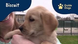 Meet our newest Sponsor a Puppy trainees | Biscuit, Domino & Freya | Accessible Version