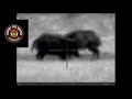 hungry hog hunter 2 hogs down Pulsar trail 50 lrf wild boar night hunting thermal scope