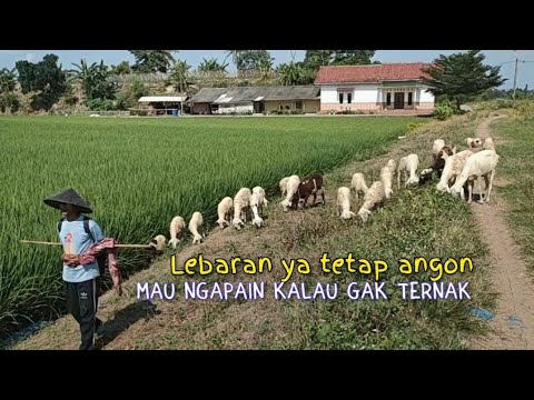Apapun Situasinya, Merasa Terjamin kebutuhanya Kalau Punya Ternak 