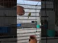 Clam Down❤️❤️ #birds #newshorts #shortvideo #lovebirds #lovebirdsfarming #shortsfeed #shorts #reels