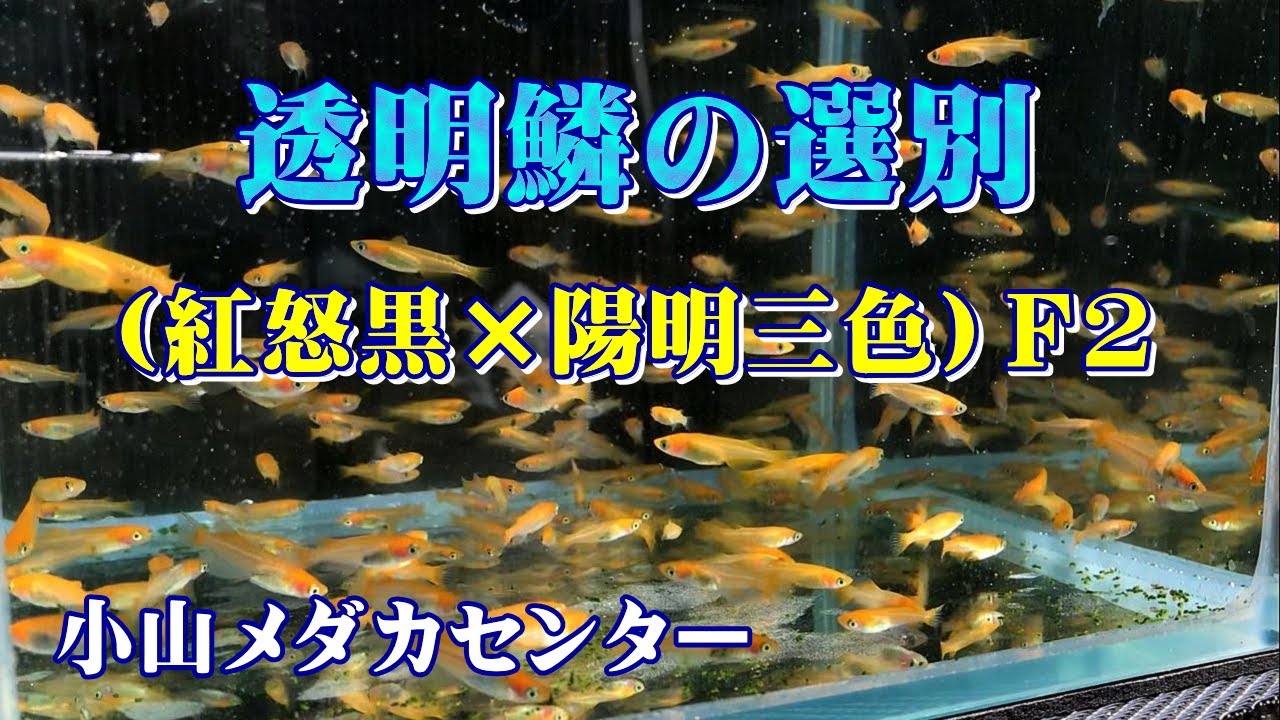 メダカ繁殖 透明鱗の選別 紅怒黒 陽明三色 ｆ2 Youtube