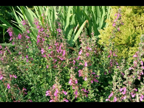 Дубровник обыкновенный | Teucrium chamaedrys. Весенняя обрезка после неудачной зимы