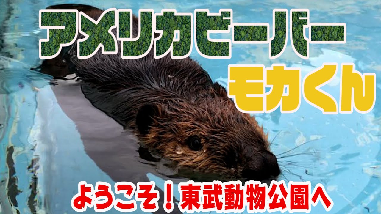 アメリカビーバーのモカ君がやってきたーーーーー 東武動物公園 Youtube