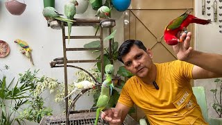 Best Parrots Best Business Ideas | PBI Official