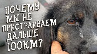 Спасение животных / Обозвали тварями / Забрали мелкаша из Челябинска