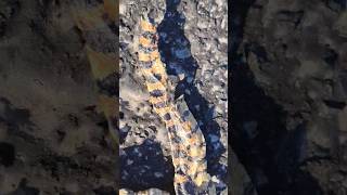 Coral Snake Or King Snake?