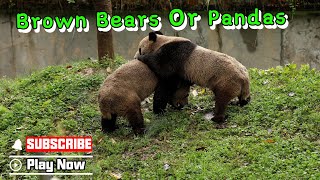 Panda Keeper: I Only See Two Brown Bears. Where Are The Pandas? | iPanda