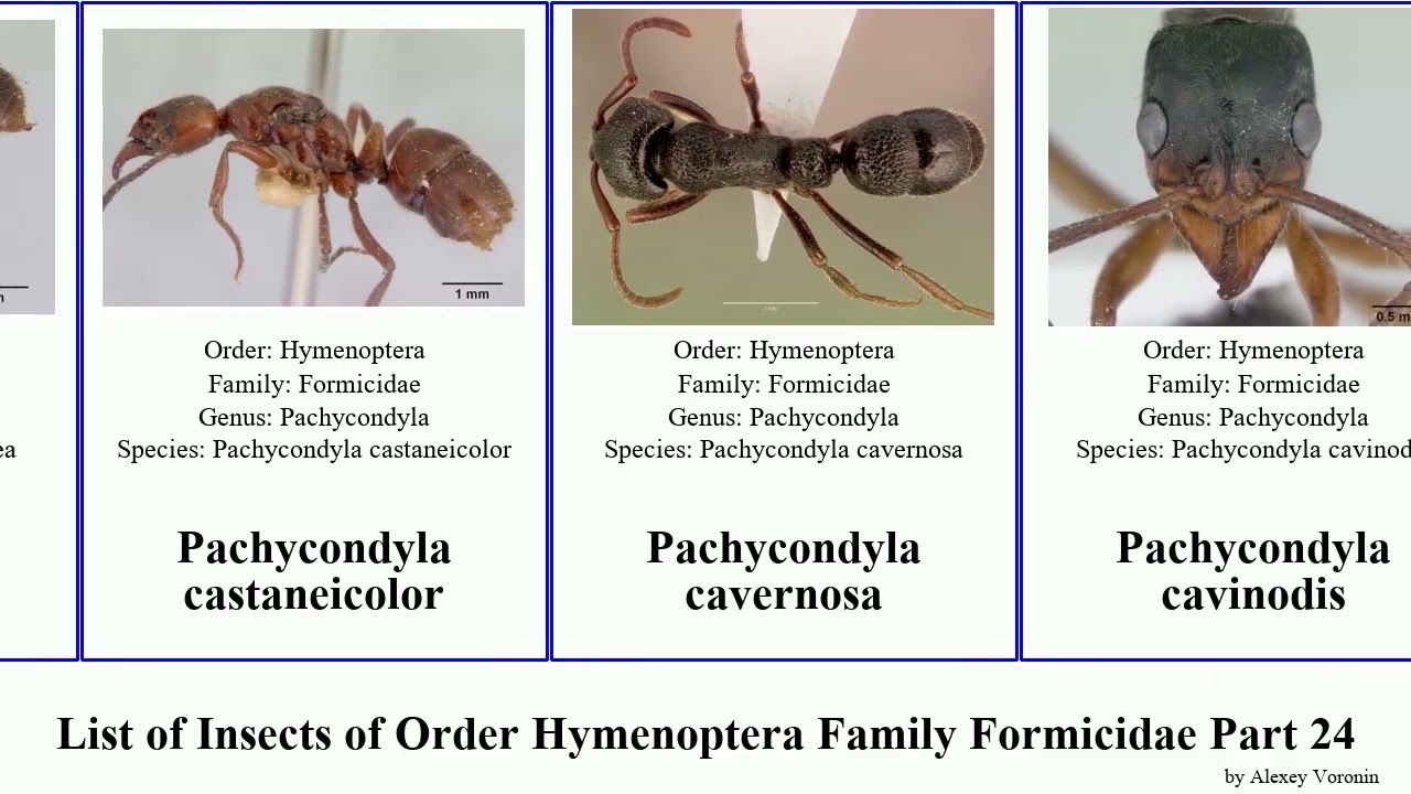 List of Insects of Order Hymenoptera Family Formicidae Part 24 pachycondyla oxyepoecus opisthopsis