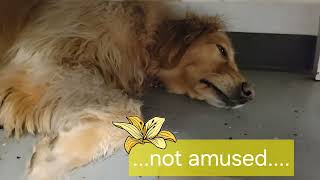 Dogs at Play:#dog #goldenretriever by Unleashed DDC MT 63 views 3 weeks ago 9 seconds