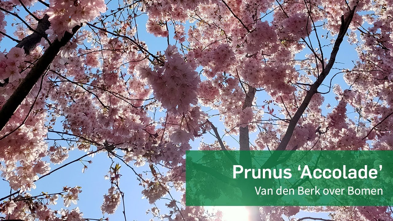 Prunus 'Accolade' - Van den Berk over Bomen - YouTube