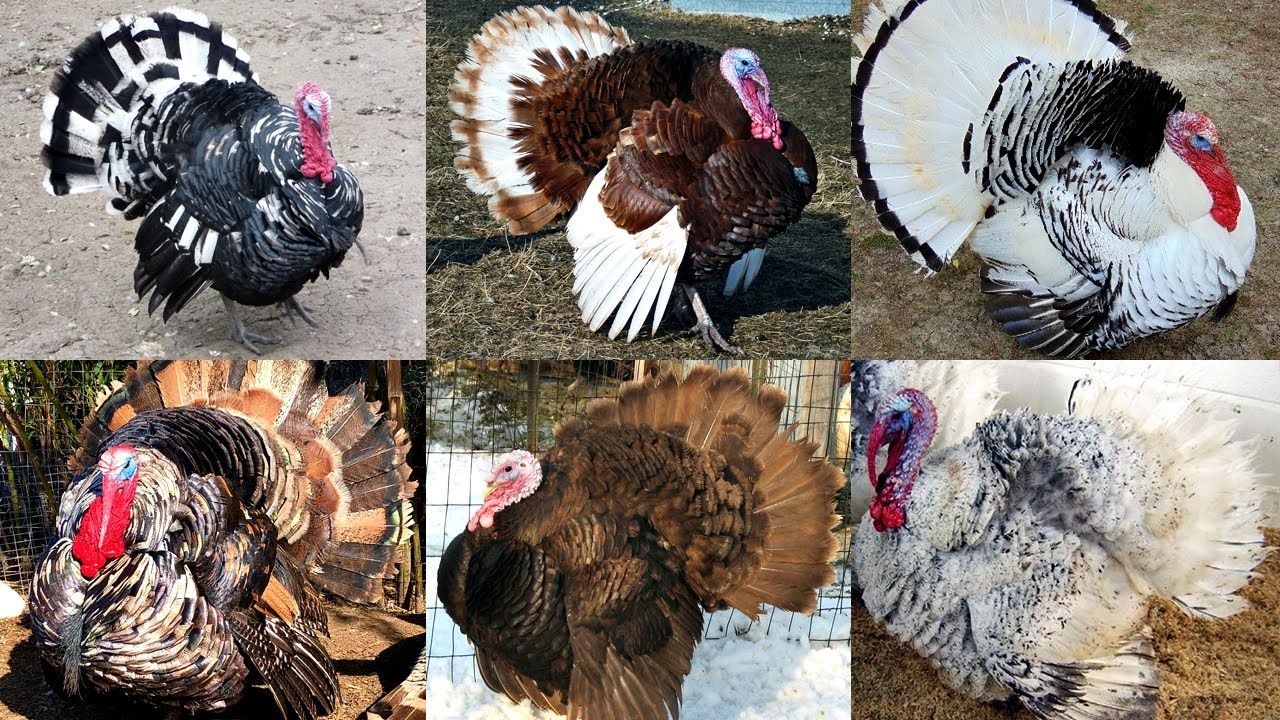 TOP 10: AS MAIS INCRÍVEIS E EXÓTICAS CORES DE PERU | MOST BEAUTIFUL AND EXOTIC TURKEY BREEDS & COLOR