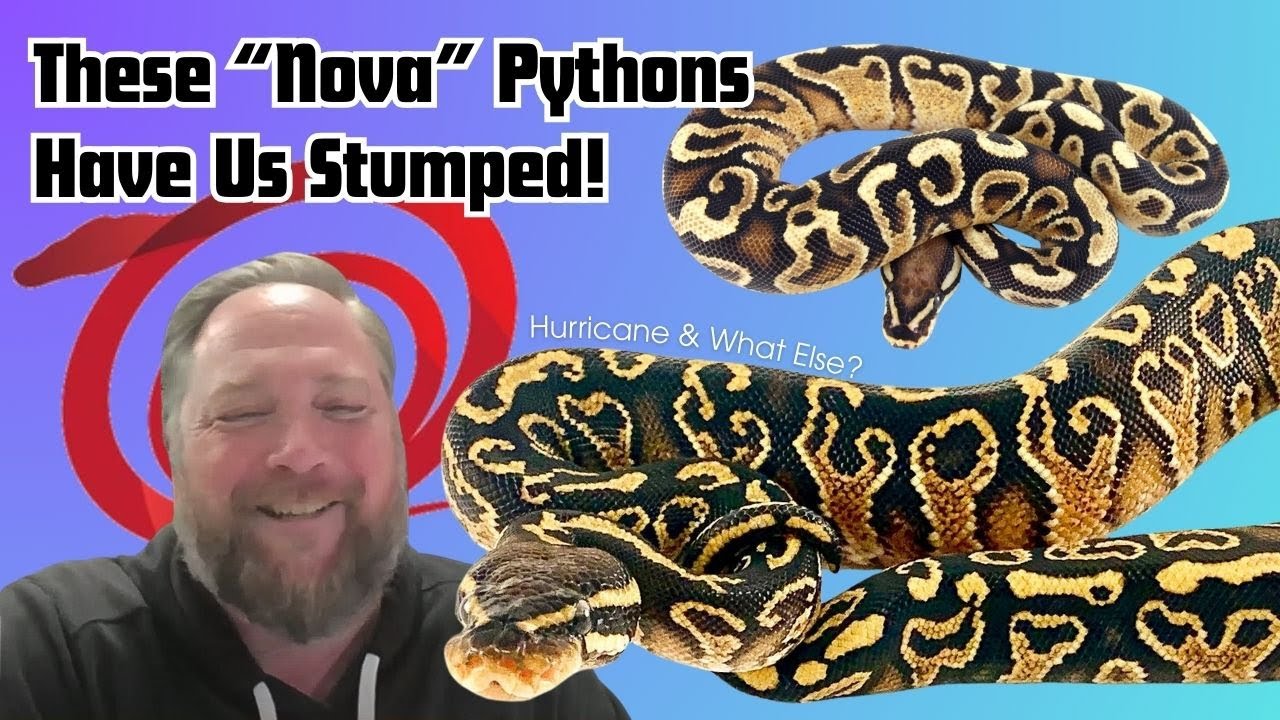 Can Genetic Testing Help Unravel The Nova Mystery? | Reptile Genetics Weekly Ep 140