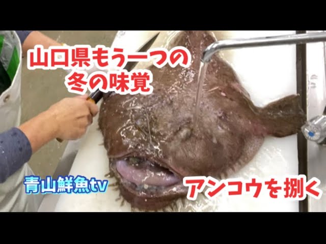 冬の味覚アンコウ】【アンコウを捌く】山口県もう一つの冬の味覚