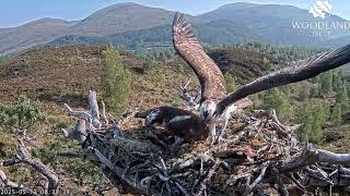 Download Lagu Aurora 536 gets the first fish of the day from Garry LV0 on Loch Arkaig Osprey Nest One 13 May 2025 MP3