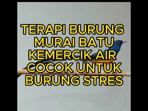 TERAPI MURAI BATU STRES DIJAMIN BUNYI! 3 JAM TANPA IKLAN DAN JEDA !!!