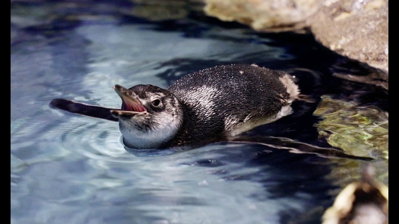 赤ちゃんペンギン、泳ぎの特訓中 - YouTube