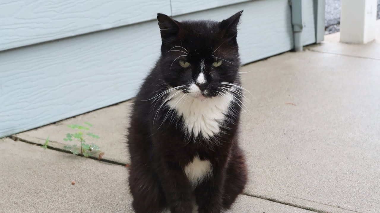 Boo Year 2 # 1 - Cat Mukbang, Cats Eating Raw Meat, Cat Loves Paper Bag
