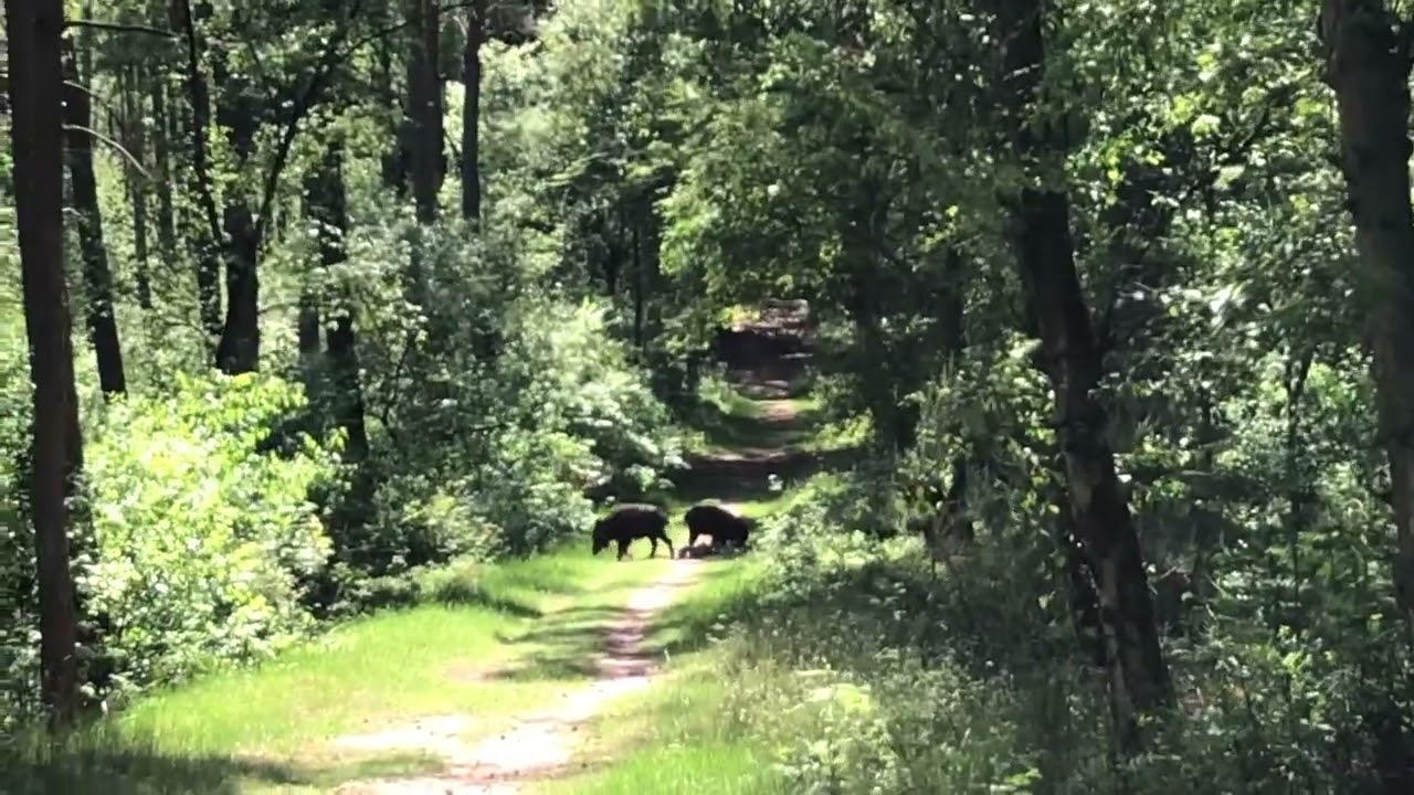 Hele kleine wilde zwijnen (frislingen)
