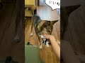 楽しいピーピーおもちゃ