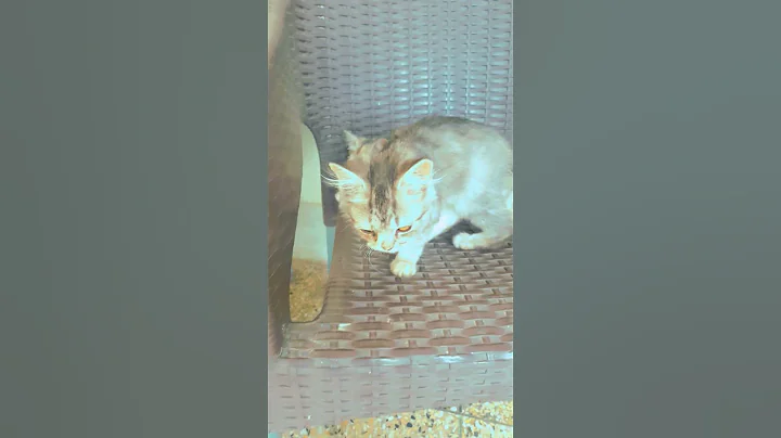 Video 5245461: persian kitten cute baby