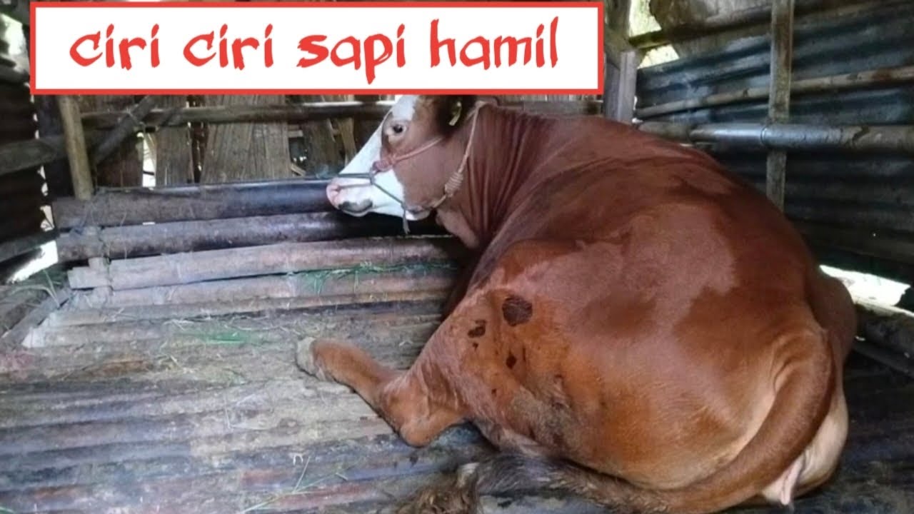 SAPI RAKSASA, CIRI CIRI SAPI HAMIL [kandang tradisional] - YouTube