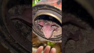 Egg me chick’s  #egg #egging #birds #experiment #amazingfacts #snake #fact #bird #parrot #love