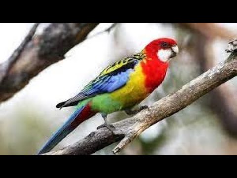 Video: Burung Beo Rosella: Fitur Pilihan