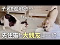 【子犬をお迎えしたら…】先住猫とまさかの大親友になりました!!